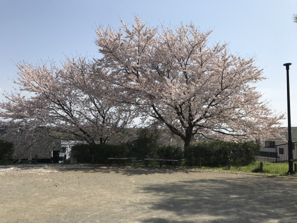 太陽の丘公園の桜が満開です 朝日ヶ丘自治会