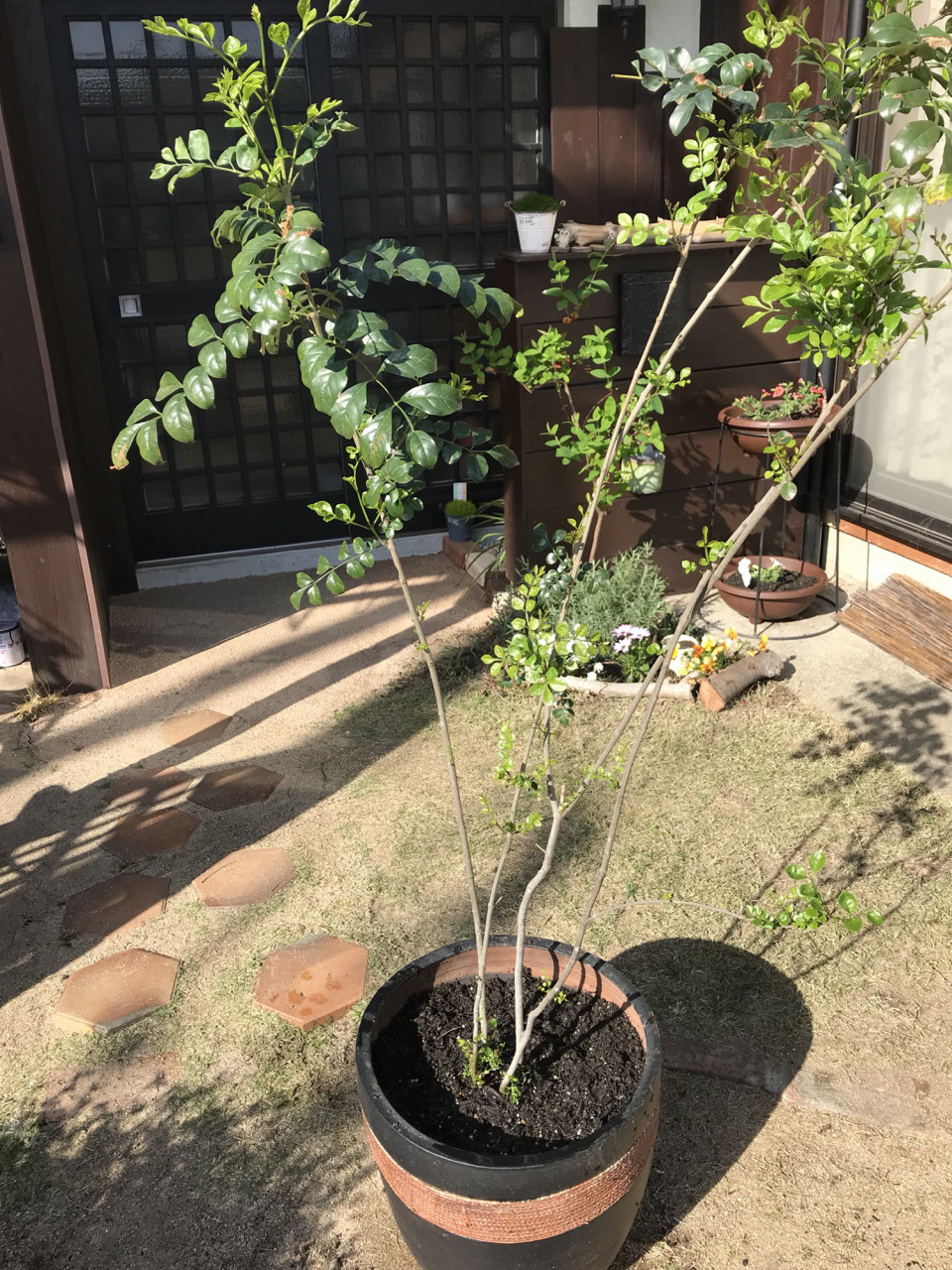 シマトネリコの植え替え 珈琲の店 ぶれんど