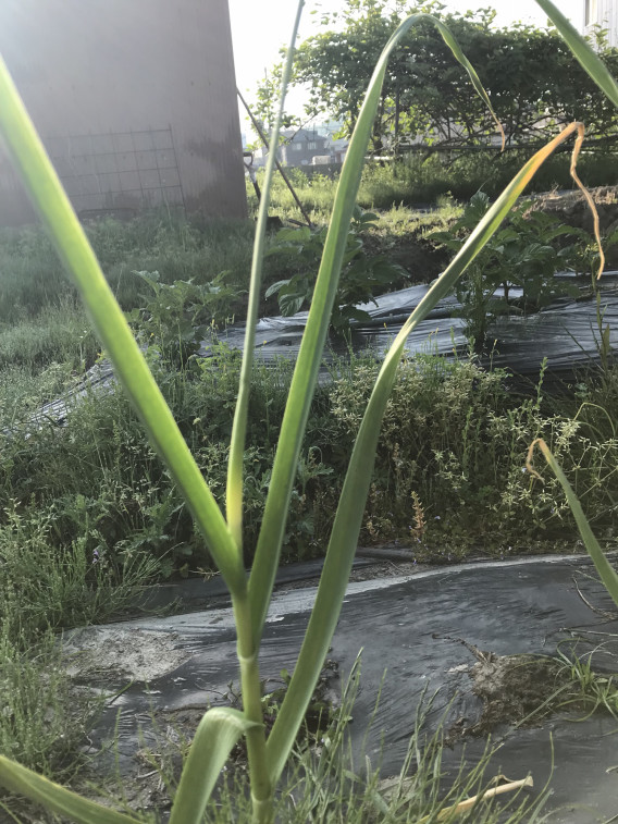 ニンニクの芽 珈琲の店 ぶれんど