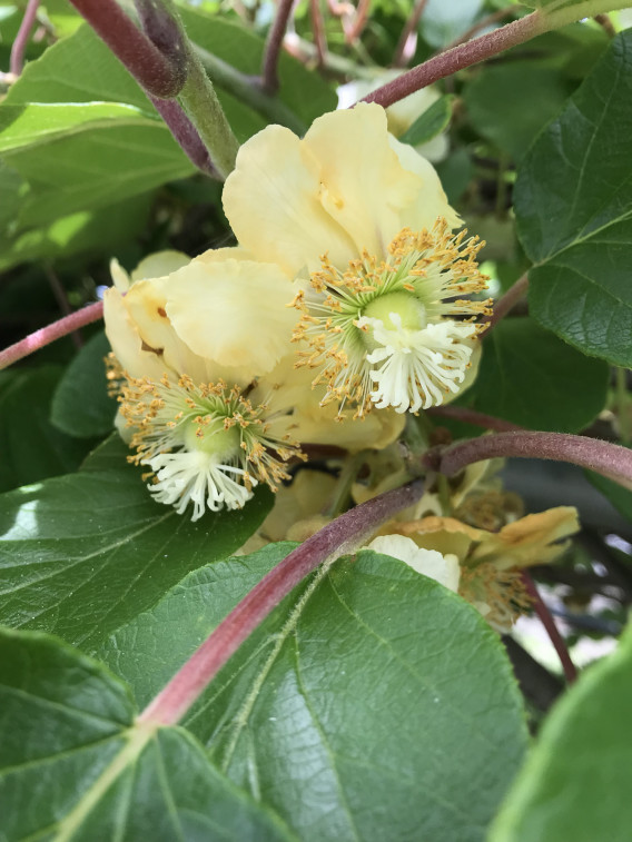 キウイの花 珈琲の店 ぶれんど