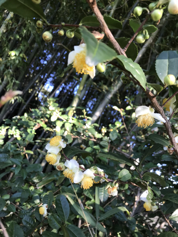 茶と椿と山茶花 たねとみつばち 土と太陽