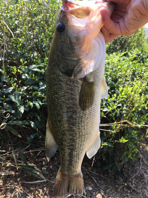 バス 三重県バス釣り