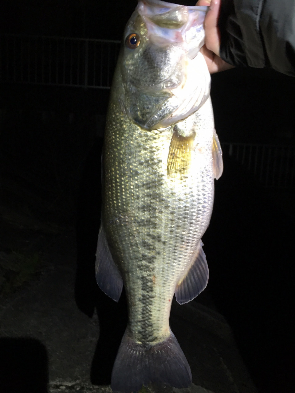 メジャーフィールド夜釣り 三重県バス釣り