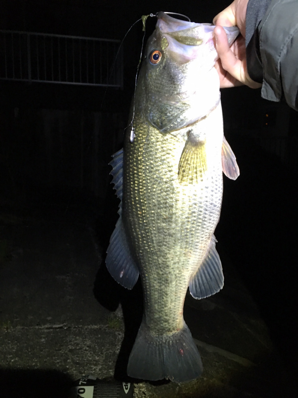 メジャーフィールド夜釣り 三重県バス釣り