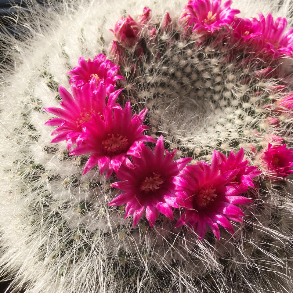 サボテンの花を咲かせるために必要な3つのこと Wakaplantsブログ