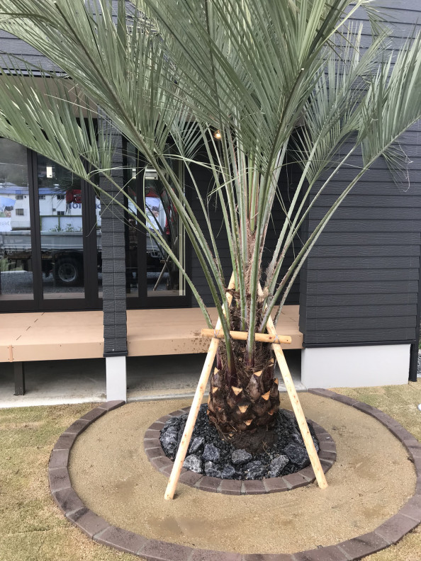 アメリカん 庭師でアーティスト風坊主健 のぱーわあっっぷほっとけーき