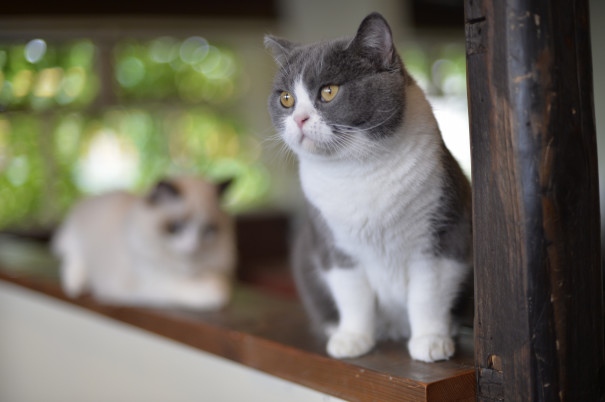 猫カフェ 美猫 Welcome To 福猫商会 Fukuneko Shokai