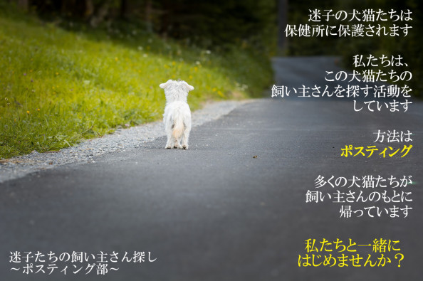 香川県の動物愛護ボランティア ポスティング部 香川県の動物愛護ボランティア ポスティング部
