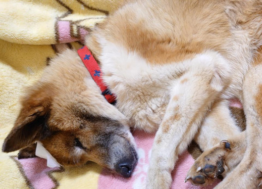 香川県の動物愛護ボランティア ポスティング部