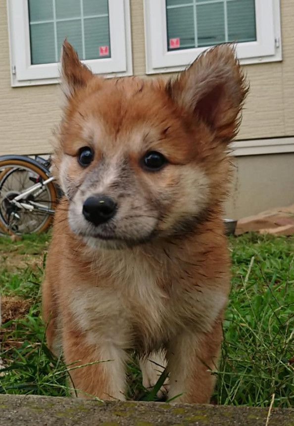 引き出しました 子犬３ 子猫２ 香川県の動物愛護ボランティア ポスティング部