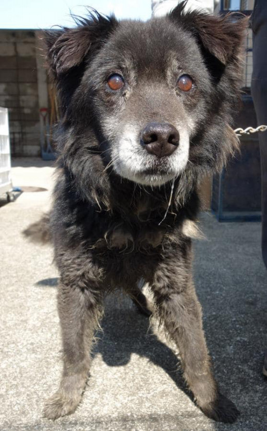 香川県の動物愛護ボランティア ポスティング部 香川県の動物愛護ボランティア ポスティング部