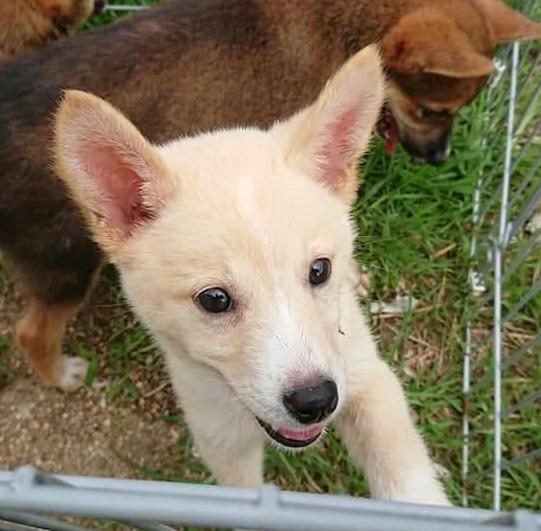 引き出しました 里親様募集 子犬白 茶 香川県の動物愛護ボランティア ポスティング部