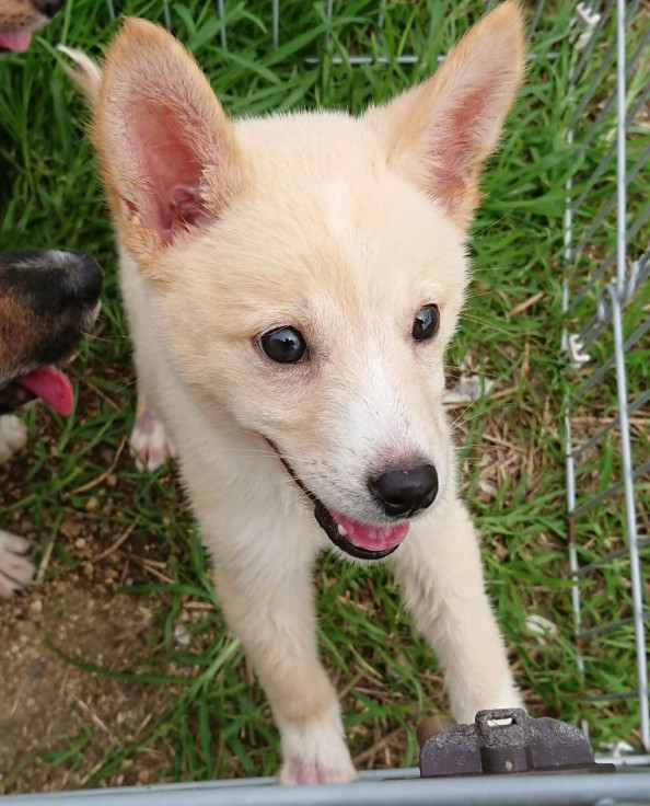 引き出しました 里親様募集 子犬白 茶 香川県の動物愛護ボランティア ポスティング部