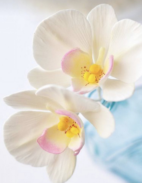 年会費 月謝について 日本習字 有香教室