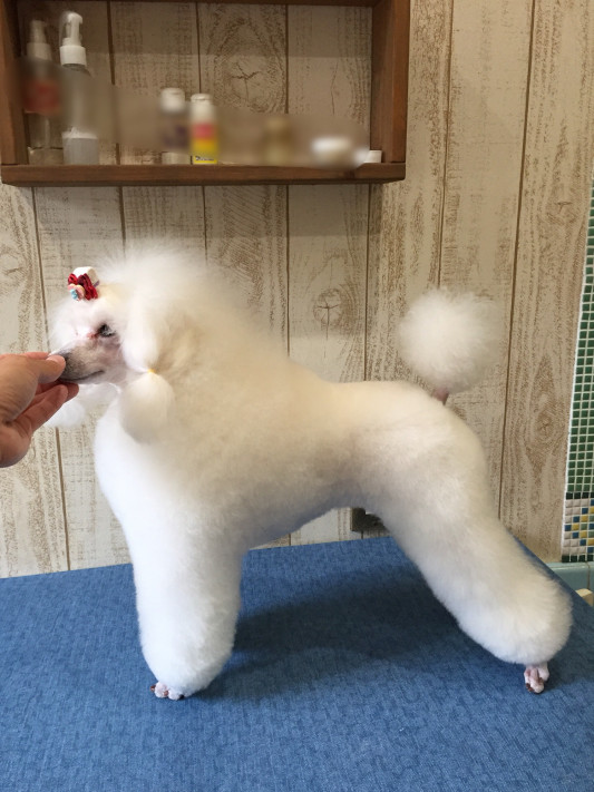 パピークリップ ロ シャンミナミ