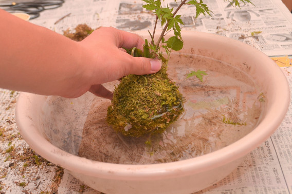 苔玉 盆栽の育て方 Mossball 苔益子屋