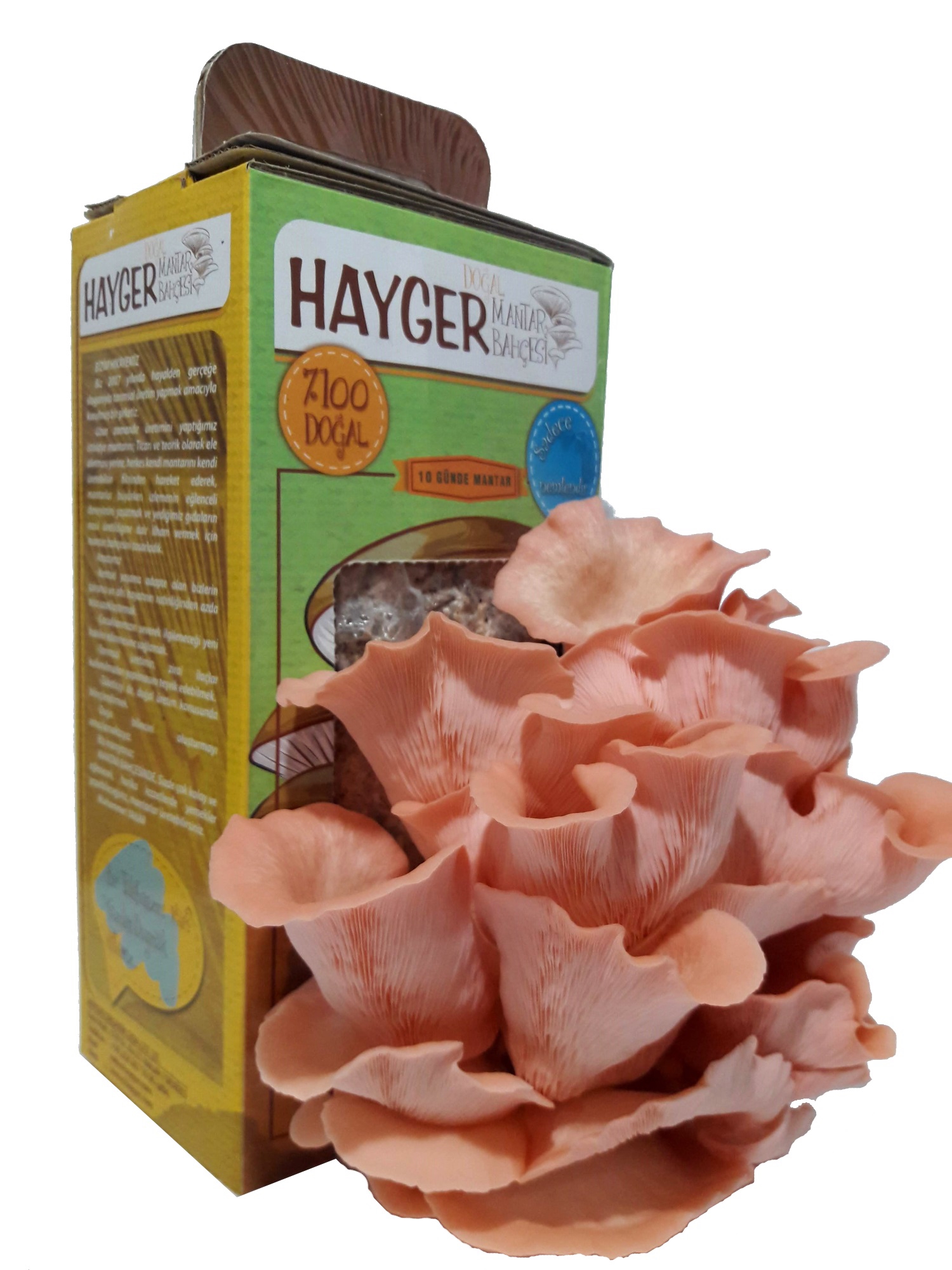 Pink Oyster Mushroom Grow Kit By Hayger Mushroom Garden Istiridye Mantarı Oyster Mushroom 5630