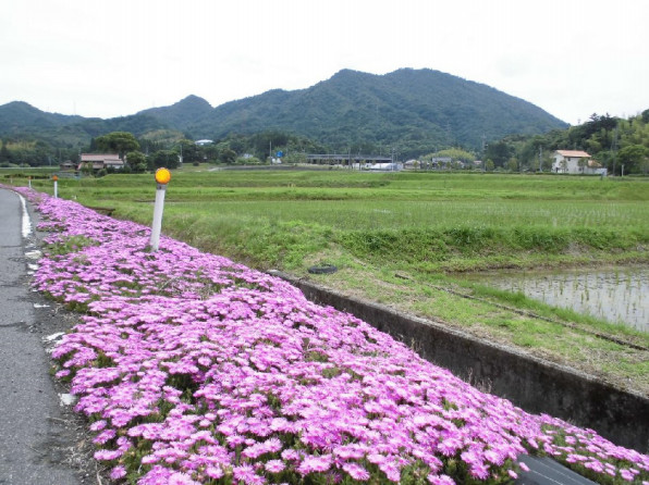 田んぼの周りに花を植えます むすび地区営農組合