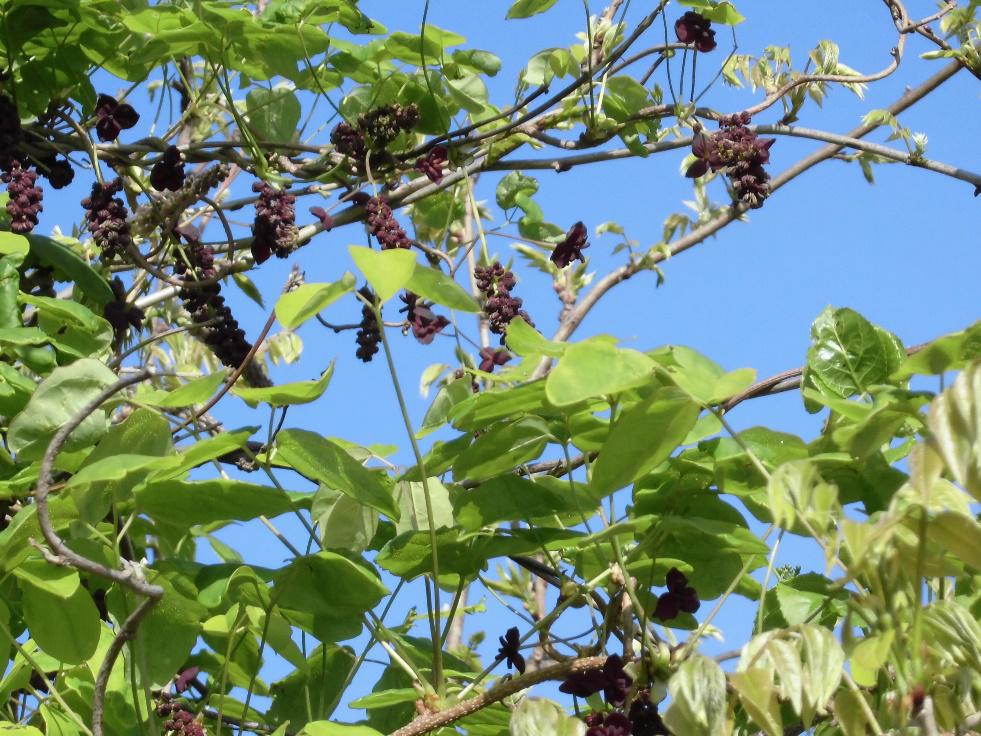 アケビの花 | むすび地区営農組合