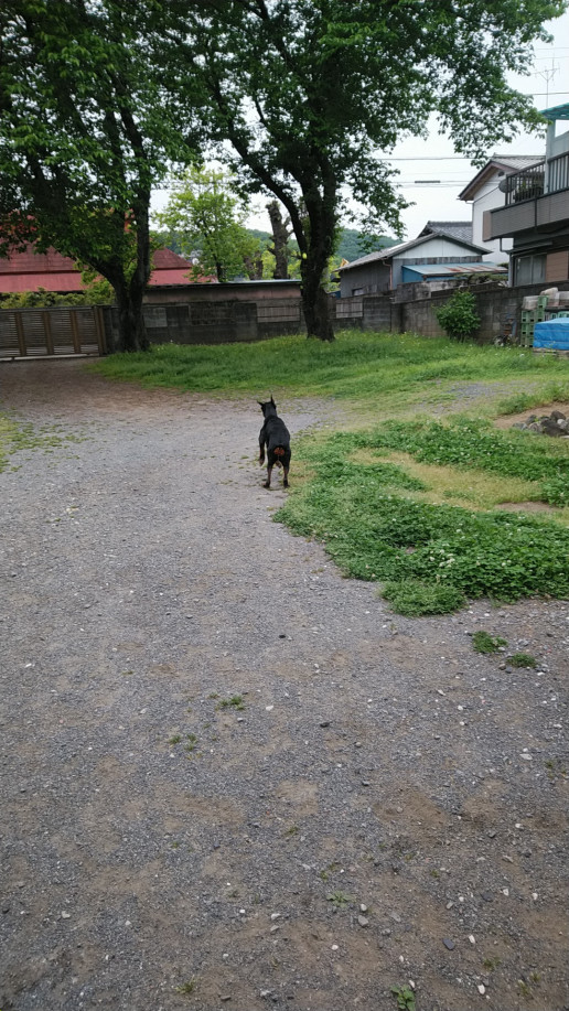 ボール投げ してして K2dog ワンちゃんのしつけ