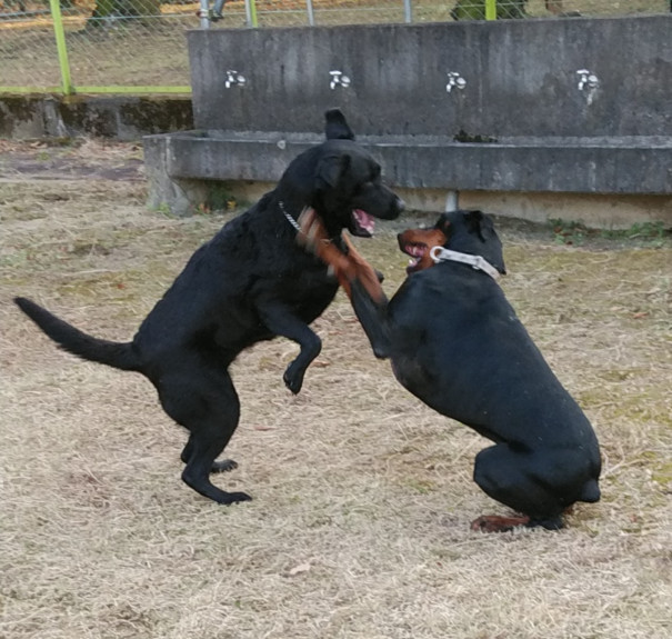 養成犬教室 K2dog ワンちゃんのしつけ