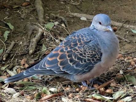 山鳩論争勃発 ショートマスター ヤサキのブログ