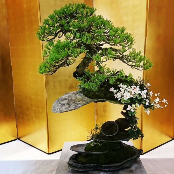 異端の盆栽師 平尾成志さんのbonsai 大宮 清水園 さいたま着物さんぽ