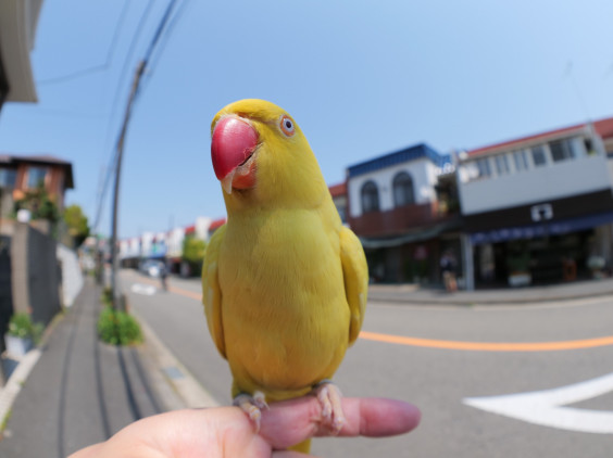 コロ休日なのでペット連れて近所巡り | 小桜舞ウ's Ownd, 画像サイズ:564x422