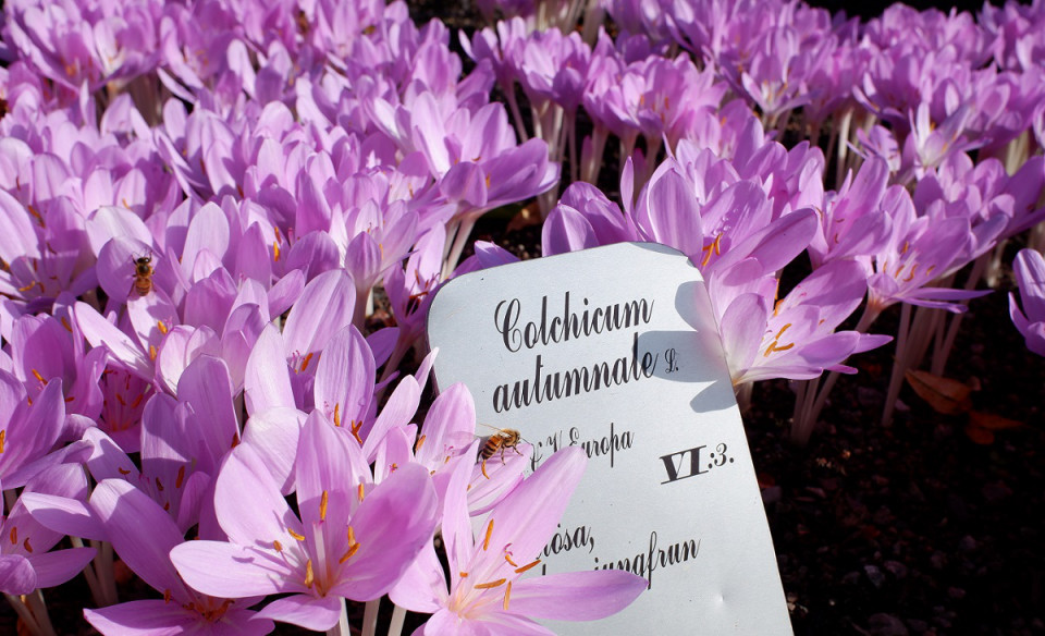 アンドロキンビウム コロラツム Colchicum Coloratum の種子 コルチカム 期間限定送料無料 コルチカム