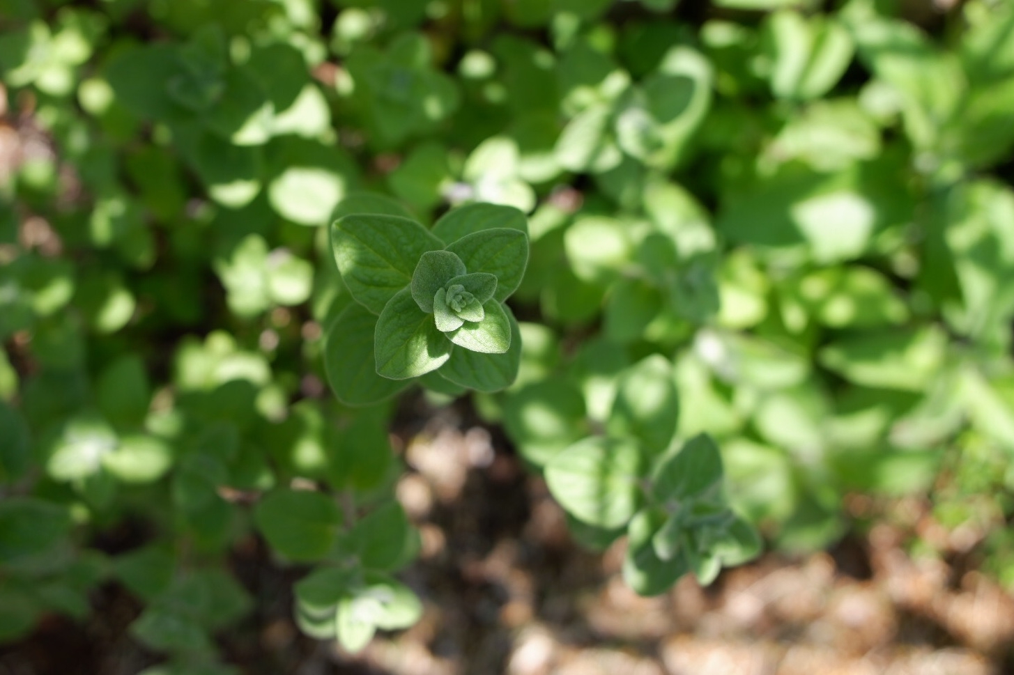 マジョラムとオレガノ 北欧の古道具屋さんみたいなアロマテラピー教室 すぅ