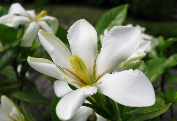 ガーデニア クチナシ の香り 北欧の古道具屋さんみたいなアロマテラピー教室 すぅ