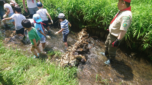 春の小川ハイク ビーバーのダム作り ボーイスカウト横浜第団 公式