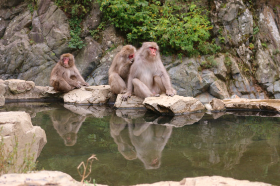 温泉に入るお猿を見に行こう 最高のひまつぶし