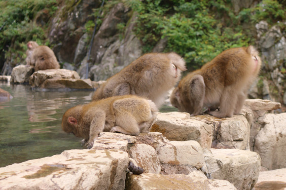 温泉に入るお猿を見に行こう 最高のひまつぶし
