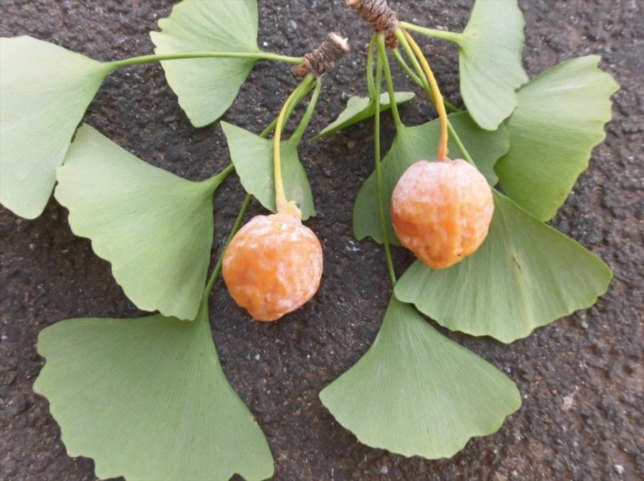 コラム 団地の木と草とキノコ 木本4 完 珍しい イチョウ の話 大宮 今羽町団地 Ok会