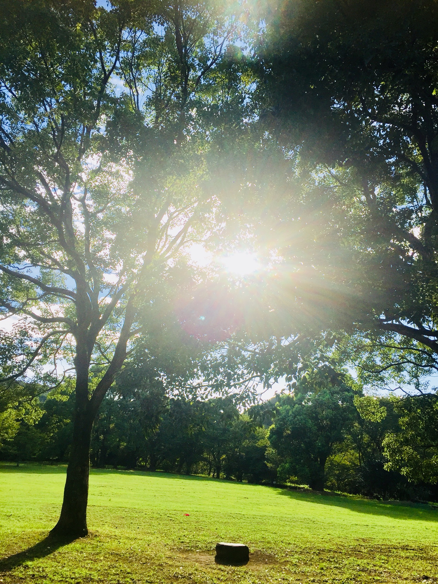 アイデア（情報サイト）に関するWebメディア