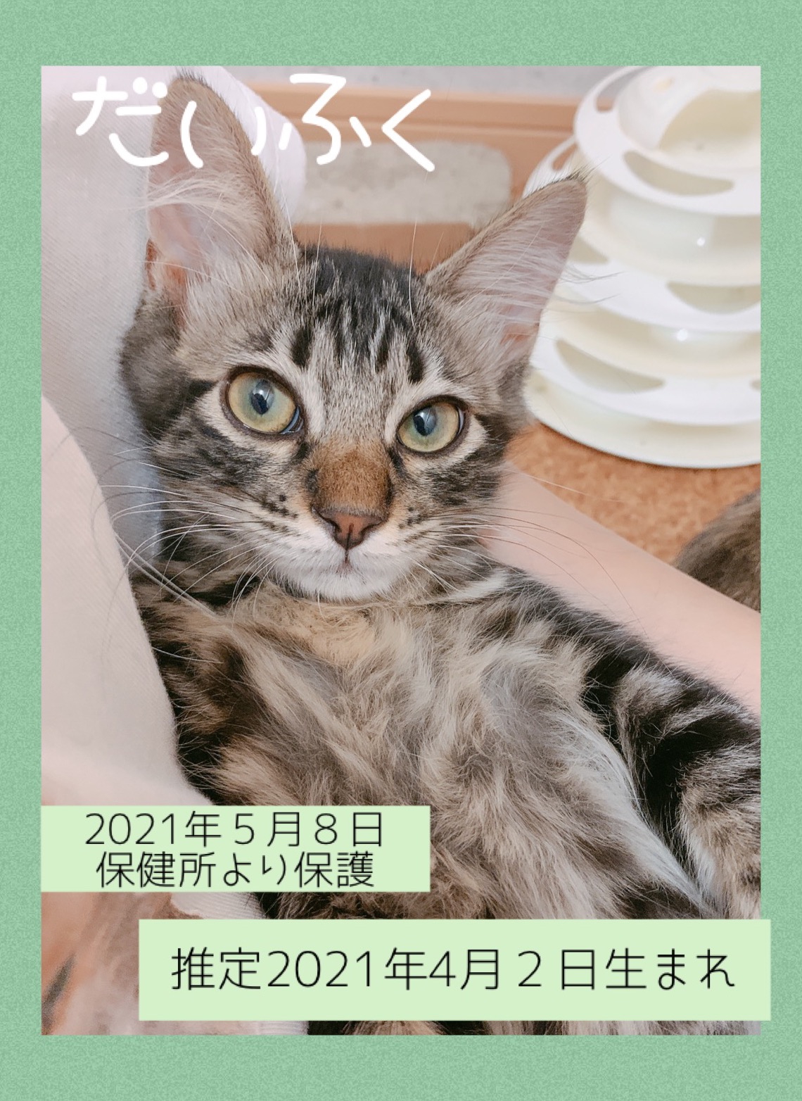 猫スタッフ 猫カフェnoa