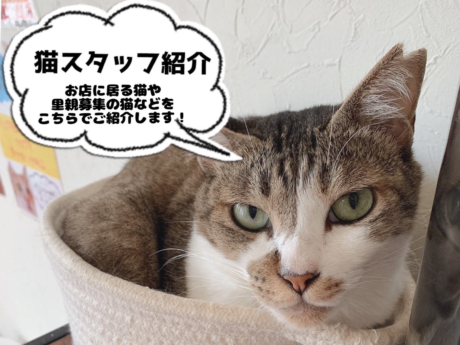 猫カフェnoa