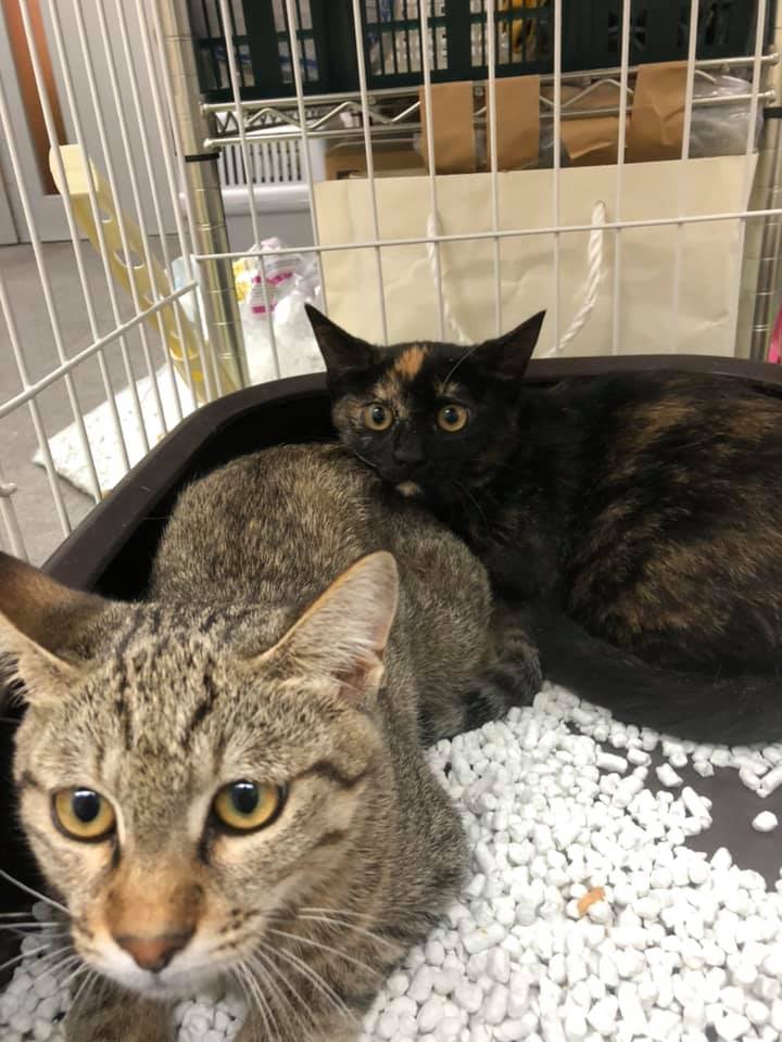 子猫ちゃんの里親を募集します  札幌保護猫シェルター＆福祉運営 