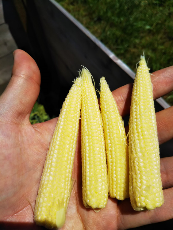 アワノメイガの卵 家庭菜園初心者の作物成長日記