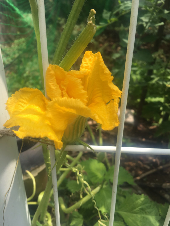 かぼちゃの花 伊豆高原 赤沢ブレス へ ようこそ