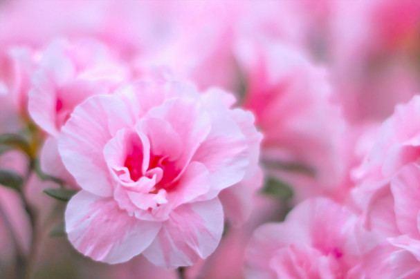 世界のお母さんの日 Happy Mother S Day 公式ハンガリー撮影コーディネート Japan Media Production 世界のお母さんの日 Happy Mother S Day 公式ハンガリー撮影コーディネート Japan Media Production