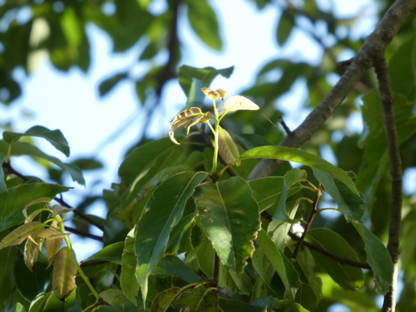 4月 樹木 茨城自然探訪