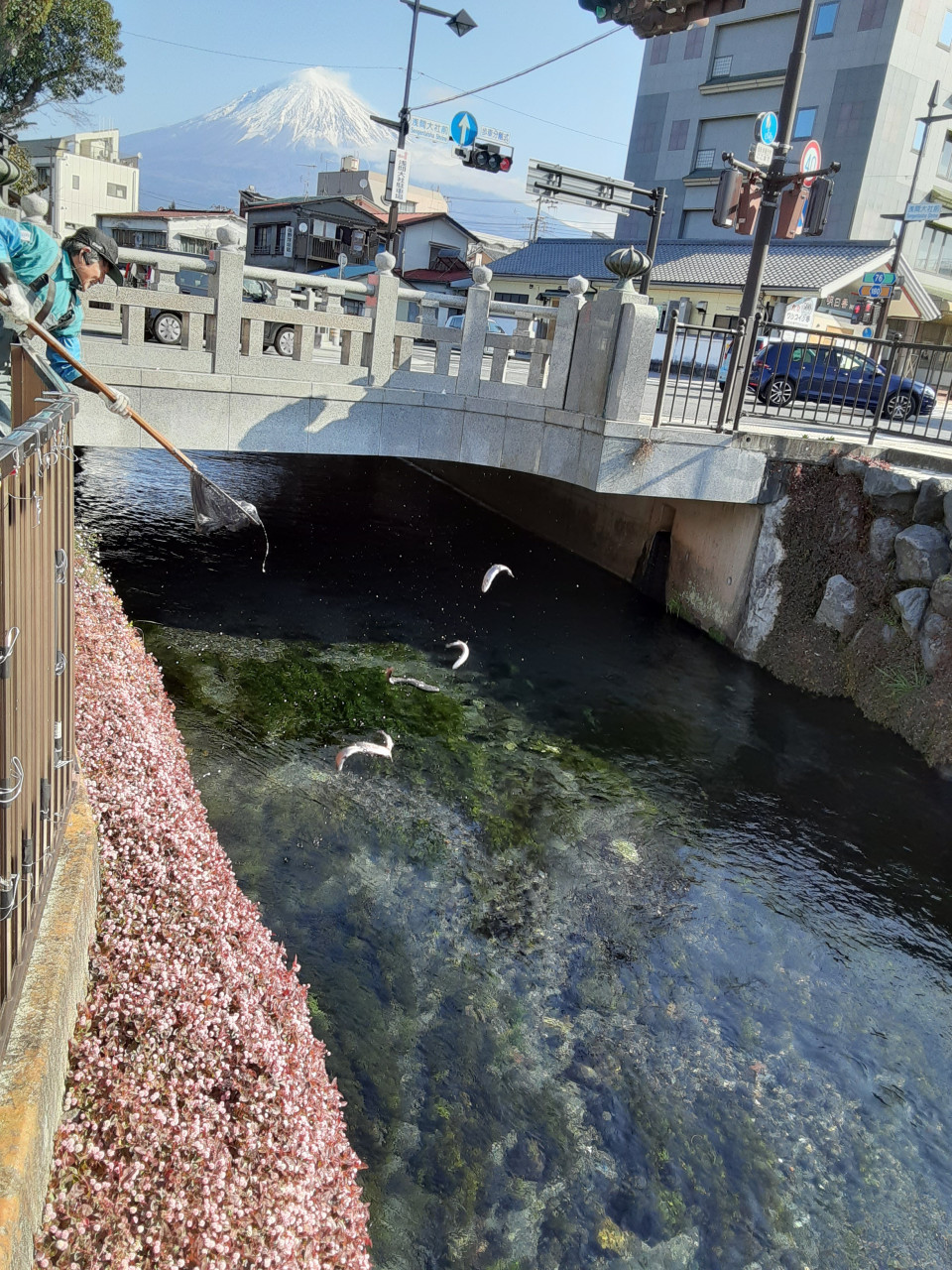 神田川 潤井川の解禁について 富士宮市非出資漁業協同組合