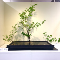 濃茶各服点て 裏千家 熊野茶道教室