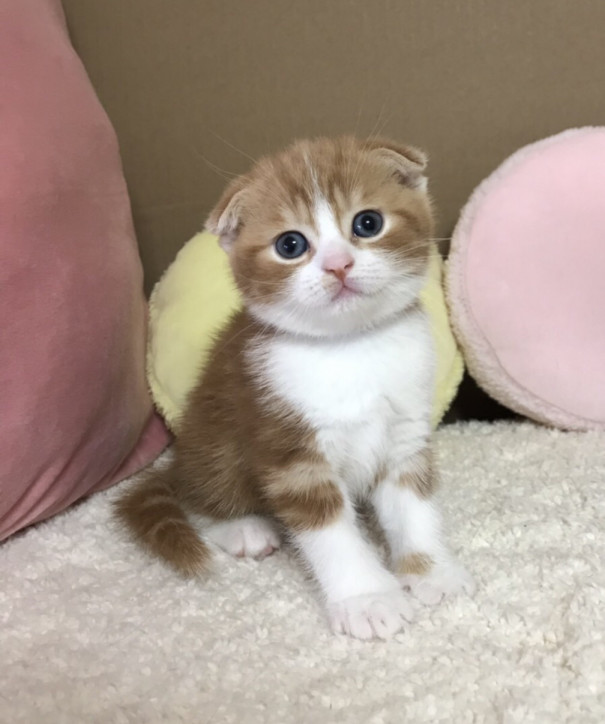 赤ちゃん情報 琥珀屋clover 赤ちゃん情報 琥珀屋clover