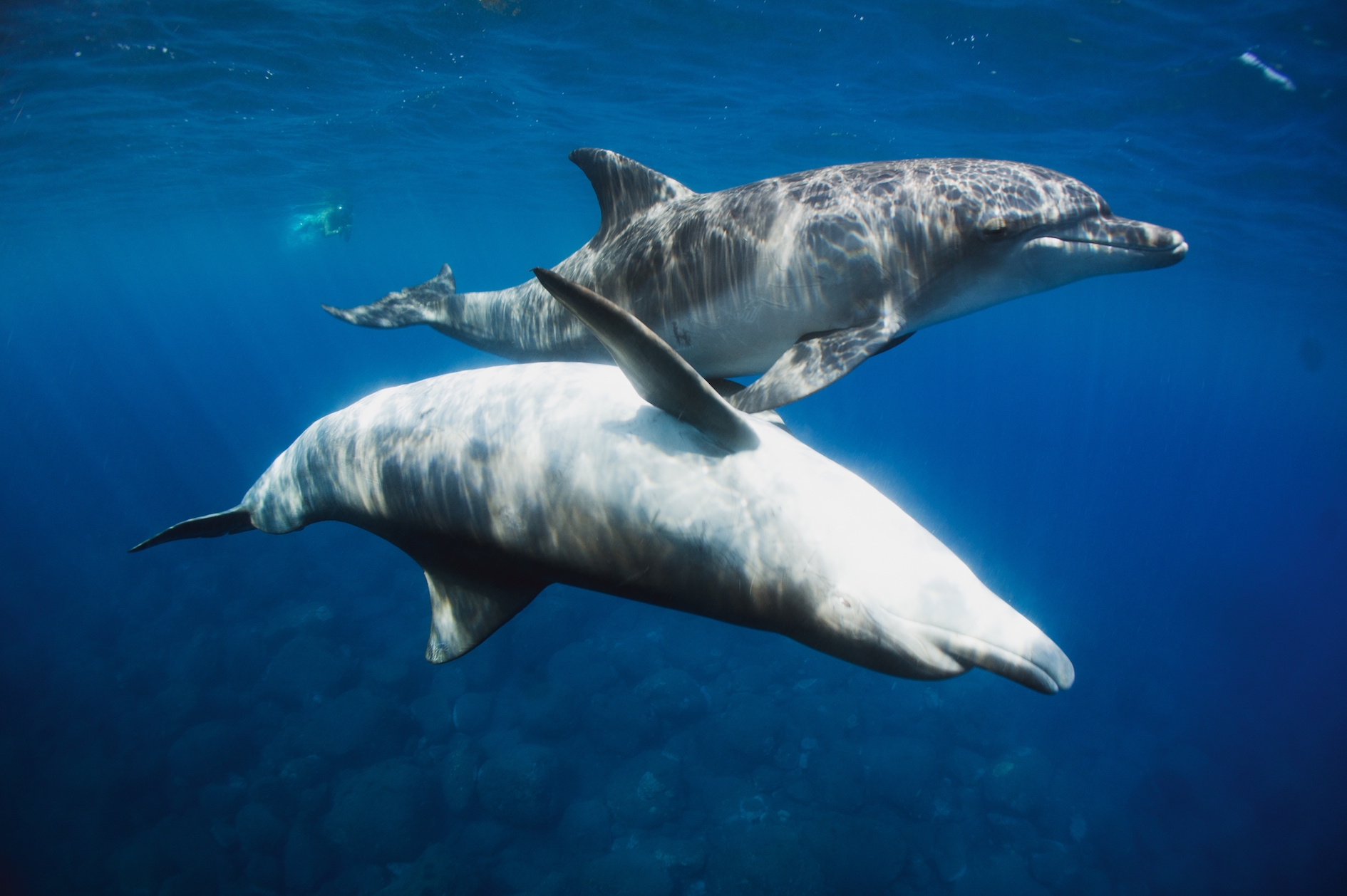 21年初夏の御蔵島 イルカと泳ぐ旅 5 6月 リトルブルー スキン フリーダイビングスクール