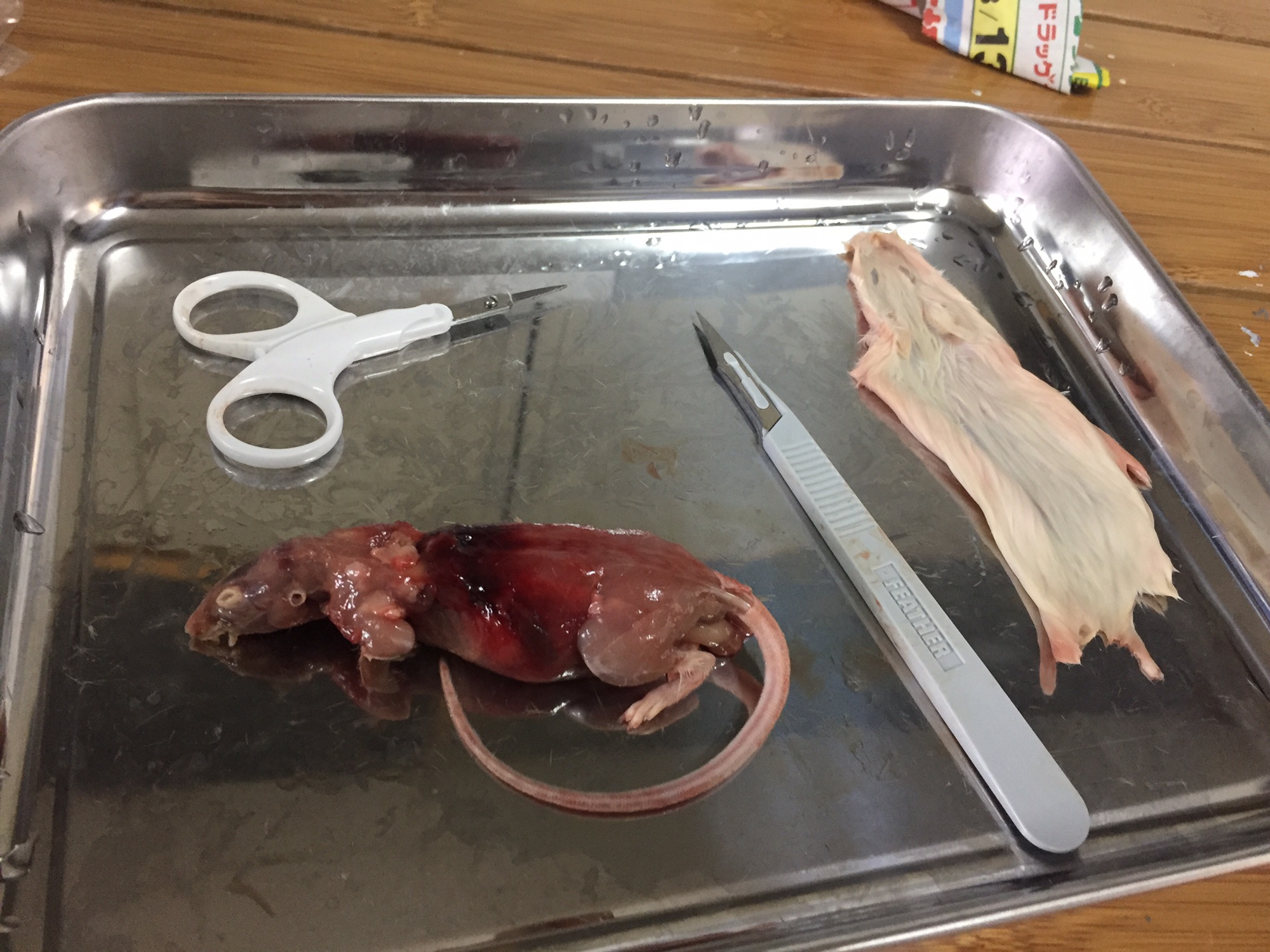 冷凍マウスの骨格標本作り① | 奇生工房【みさちゃ】