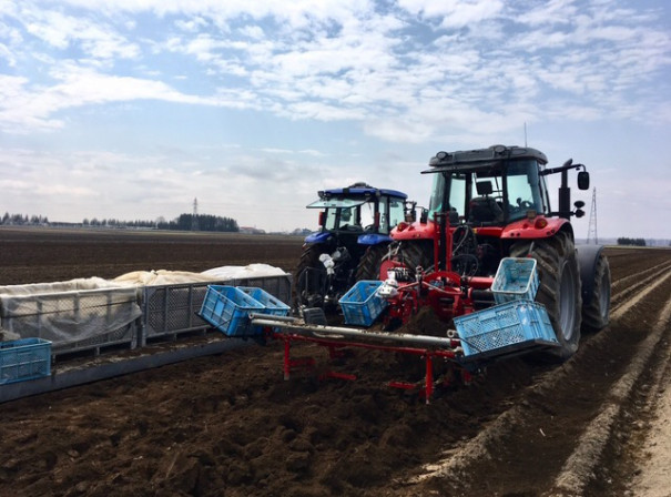 初 長芋収穫 Project Atk 初 長芋収穫 Project Atk