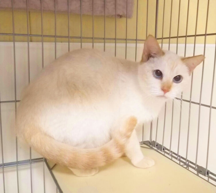 まゆ  hakobunecats